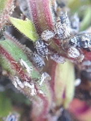 Aphis epilobiaria