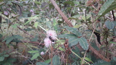 Apis mellifera unicolor