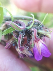 Aphis epilobiaria