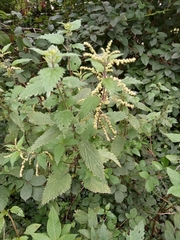 Urtica dioica