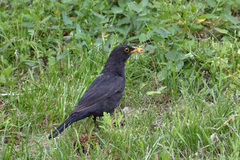 Turdus merula