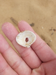 Lioconcha fastigiata