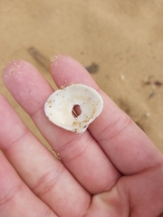 Lioconcha fastigiata