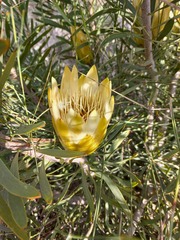 Protea repens