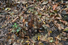 Orobanche hederae