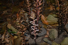 Orobanche hederae
