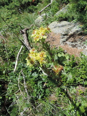 Sempervivum wulfenii