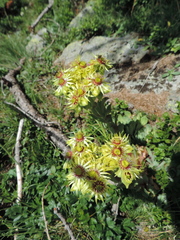 Sempervivum wulfenii