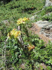 Sempervivum wulfenii
