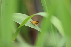 Ampittia virgata