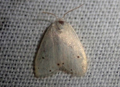 Eurosia alba