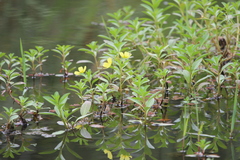 Ludwigia peploides stipulacea