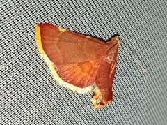 Hypsopygia marthalis