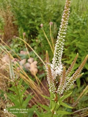 Veroniceae