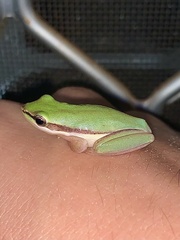 Litoria bicolor