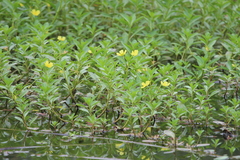 Ludwigia peploides stipulacea