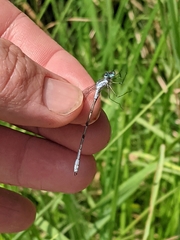 Lestes forcipatus