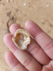 Lioconcha fastigiata