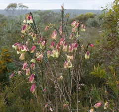 Pimelea physodes