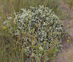 Adenanthos dobagii