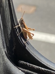 Chorthippus brunneus