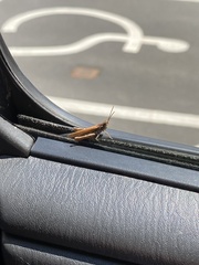 Chorthippus brunneus
