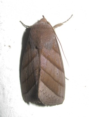 Asta quadrilinea