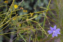 Dampiera juncea