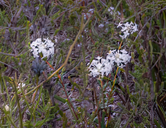 Pimelea preissii