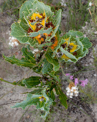Hakea victoria
