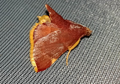 Hypsopygia marthalis