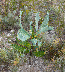Hakea victoria
