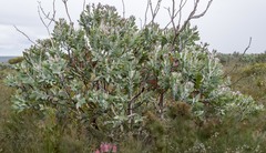 Eucalyptus pleurocarpa
