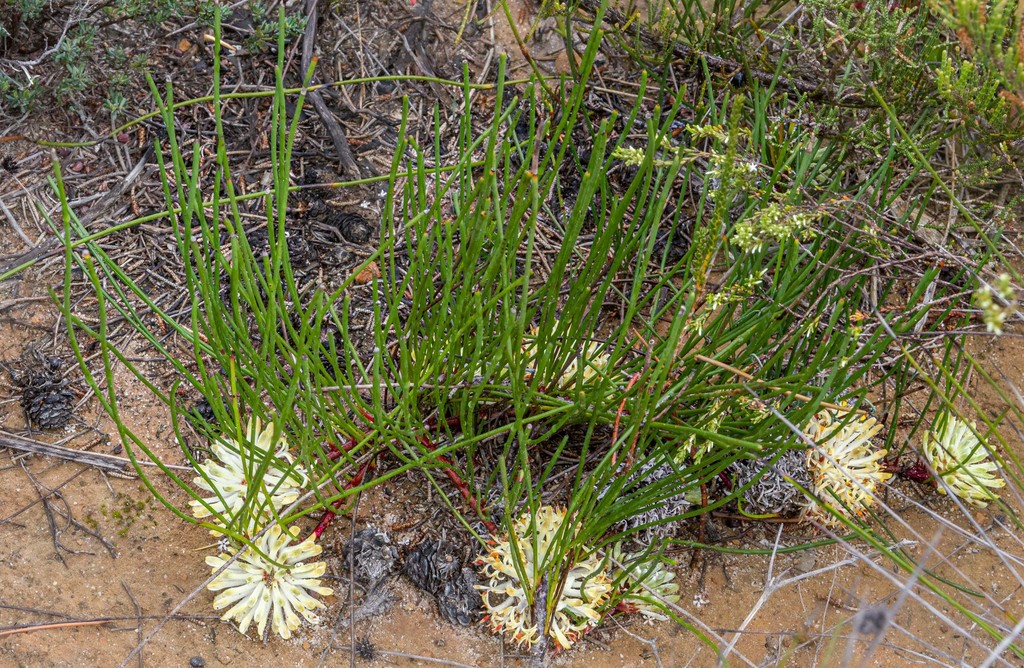 Petrophile prostrata