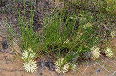 Petrophile prostrata