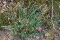 Banksia brunnea