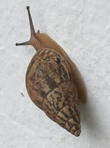Bulimulus tenuissimus
