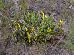 Synaphea petiolaris