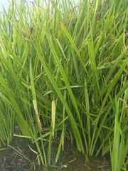 Sparganium erectum