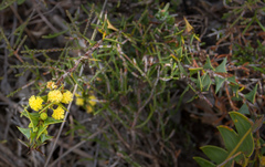Acacia delphina