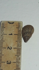 Bulimulus tenuissimus