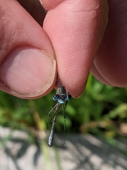 Lestes forcipatus