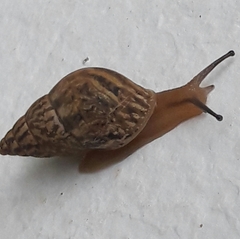 Bulimulus tenuissimus