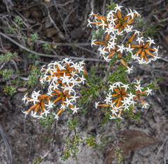 Lysinema ciliatum