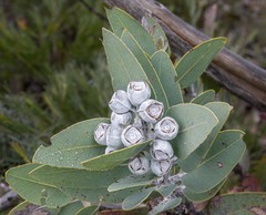 Eucalyptus pleurocarpa