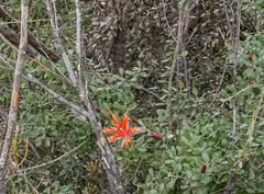 Lambertia inermis