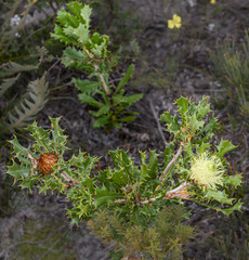 Banksia heliantha