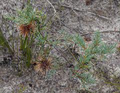 Banksia violacea