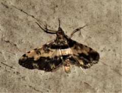 Nacoleia amphicedalis