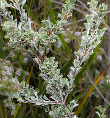 Adenanthos cuneatus